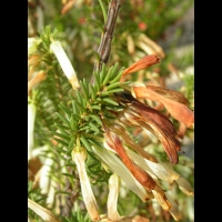 Erica Mammosa (fam. Ericacees) (Parc de la tete d'or) (3)